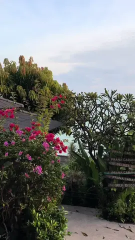 Day in the life — 300hr advanced yoga teacher training in Ko Samui Thailand 🤍##vikasa##ytt##yogateacher##travelvlog