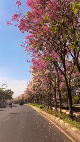Surabaya hari ini dengan Sakura Lokal nya. 🥰😍 #surabayatiktok #surabaya #surabayajawatimur🌌🌻 #sakura #bungasakura #fyp #fypシ゚viral 
