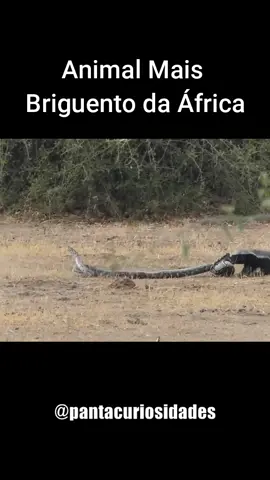 Ratel - O Destemido Caçador de Serpentes #ratel #texugodomel 