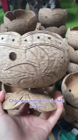 Chậu gáo dừa trồng lan siêu xinh