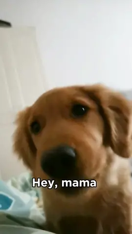 I can't 🥺#puppy #goldenretriever #fyp 