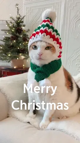Christmas Hat 👉🏻 #linkinbio #catsoftiktok #catslovers #christmas 