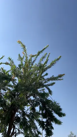 تیری جُستجو سے نکلوں تو میں زمانہ دیکھوں 💫❤️‍🩹#foryou #viralvideo #aikarielbees #naturevibes #tiktokpakistan #asthetics #trending 