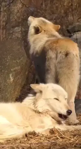 #wolf #wolves #wolfpac #louve #wildlife #wolfhowling #howl #howlingwolf #ذئب #ذئاب #عواء #عواءالذئاب #عواء_الذئب 
