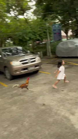 ไก่จิกเด็ก เด็กหนีทัน ep2