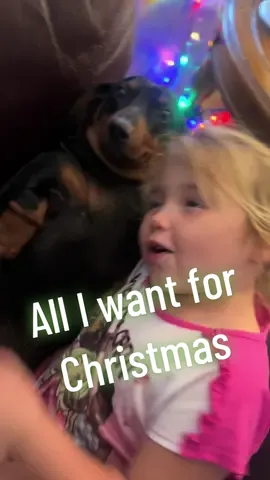 #dachshund #dogsoftiktok #dog #weeni #dachshundsoftiktok #christmastiktok #alliwantforchristmas #fy 