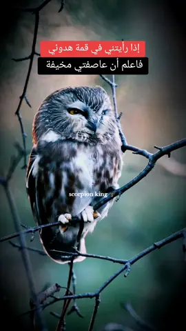 (🦂scorpion king)🖤👌