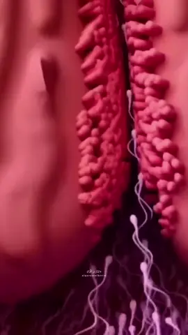 تلاوة ياسر الدوسري مراحل تكوين الجنين سبحان الخالق #قران #quran #foryou #viral #fyp 