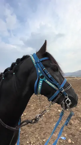ئــاخر تــــۆ چـــەند جـــوانی💙. #aspswari #asp #aspware #fypシ゚viral #foryoupage #viralvideo #hawler_slemani_dhok_karkuk_hallabja #slemaniyah #خيل_وخياله🐎 #actives? #trending #ئەسپ_سوارەکان #capcutvelocity #horseriding #ئەسپی_کوردی #viralvideos #viralditiktok #explore #اكسبلورexplore #asp #خيل #خيول #خيل_عربي_اصيل #hawler #fypツ #fyppoppppppppppppppppppppppp #siyah #bukalpseniunuturmu 