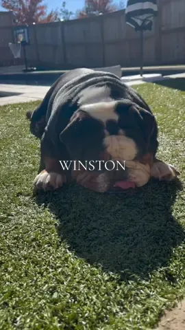 Winston’s guide to a perfect morning 🐶❤️🐾 #spōnsored use code CATBEN for 50% off your first order of UnKibble @Spot & Tango #spotandtangopartner #dogsoftiktok #freshdogfood #dimldog #bestdogfood #englishbulldog #dogmom 
