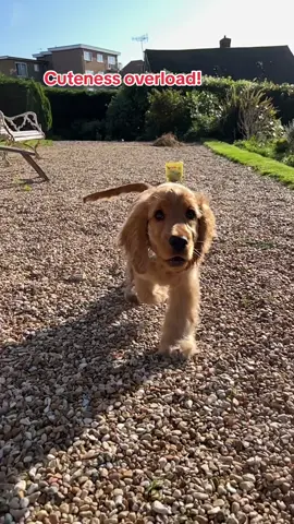 We can’t get enough of this gorgeous Omni pup! Shop our puppy treats that help your puppy thrive today 🥰 #foryou #fyp #foryoupage #tiktokmademebuyit #blackfriday #blackfridaydeals #blackfridaysales #dogsoftiktok #cutedogvidoes #vegandogsarehealthy #vegandogsarehappy #doghealthawareness #veganuk #vegantok #vegantiktok #plantbasedtok #plantlover #plantbasedtiktok #Sustainability #betterfortheplanet #puppy #cutepuppy #puppytreats #trainingtreats #pupplove #dogcuddles #uk #ukshop 