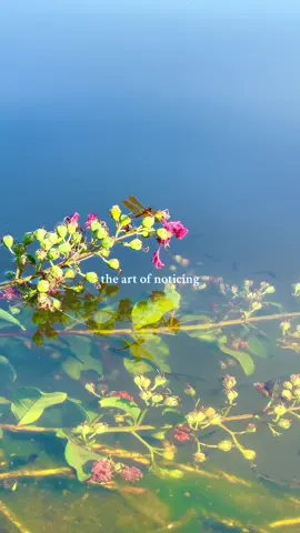Practicing the art of living #artofnoticing #fyp