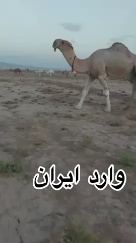 #اكسبلورexplore #ايران #الكويت #ابل #حلال #مزاين_الابل #مزاين_الصياهد #الدبوس #وضح #صفر #حمر #شعل #مغتر #مزاد_الحفر_الابل #حنس_اباالخيل #نياق #رماح #نياق #باكستان 