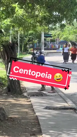 Centopeia - pegadinha #fyp #pegadinha #fypシ #rindomuito #funnyvideos #fail #broma #funnymoments #fails #comedia #risos #engraçado #pegadinhas #pranks #humor #prank #faillaugh #funny #rir  #videoengracado 