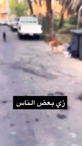 الكلب_ما_ينبح_الا_من_وراء_الشبك_زي_بعض_الناس__
