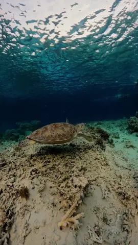 Siapa disini yang belum pernah renang sama penyu❓️❓️❓️ #snorkeling #snorkelingtrip #turtle #turtlelover #penyu #ocean #oceanlife #oceanlover #oceanvideography #underwater #underwaterlife #underwaterworld #underwatertiktok #underwatervideography #explore #giliislands #gilitrawangan #gilimeno #giliair #exploregili #lombokisland #lombok #explorelombok #wonderfullombok #lomboktiktok #lombokguide #bali #indonesia #pesonaindonesia #wonderfulindonesia #exploreindonesia #jalanjalan #healing #indotiktok #asiantiktok #gopro #goproid #goprohero9 #tiktok #viralvideo 