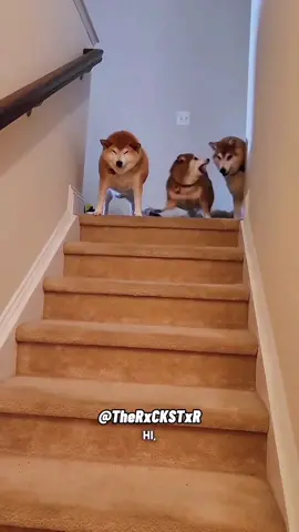 RxCKSTxR Mashup dedicated to Yogi 🐾   😂 #voiceover #talkingdog #talkingcat #PetsOfTikTok #dogsoftiktok #catsoftiktok #animalsoftiktok #funnyanimals #catlover #doglover #rxckstxr 