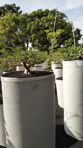 liburan di sini ajah..😆#petanibonsai 