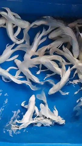 Koi Slayer Platinum 25-30cm  • Maps: Artha Koi Center • Wa: 0888-0507-3902 • Melayani Online & offline       • Melayani Pengiriman Jawa & Bali • Amanah, Aman & Terpercaya • Garansi Ikan Hidup Sampai Tujuan • Pembayaran Bisa COD/REKBER #ikankoibesar #ikankoimurah #ikankoiindonesia #ikankoiblitar #koijember #koibondowoso #koibanyuwangi #koilumajang #koisitubondo #koibali #koimalang #koisurabaya #koisolo #koijogja #koimadiun #jualkoi #jualkoionline #jualkoiberkwalitas #jualkoimurah #tokoikanhias