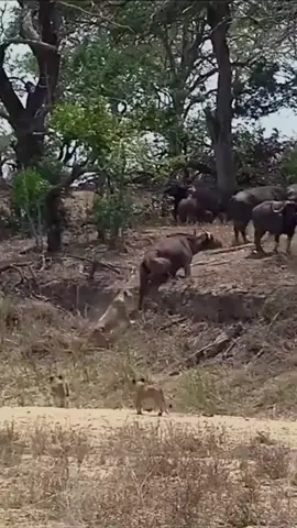Buffaloes vs lions #wildlifemagictv #wildlifemagic#wildlife#wild#life#animals#nature#lion#buffaloes