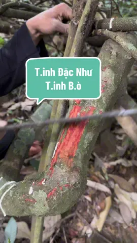 Các bác tinh trùng loãng dùng đặc sệt. #dotrongnam #thaoduoc #hiemmuon #LearnOnTikTok #thaythachthainguyen 