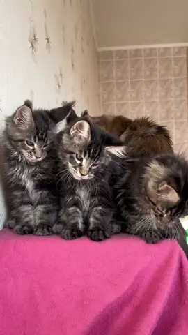 #цьогодня#мейнкункотята#мейнкунукраїна#рекомендации❤️ 