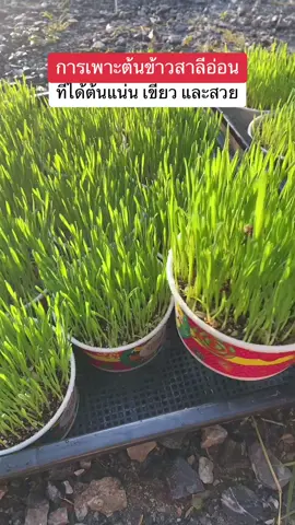 ขั้นตอนการปลูกต้นข้าวสาลีอ่อน #ทาสแมว #คนรักแมว #หญ้าแมว #ข้าวสาลีอ่อน 