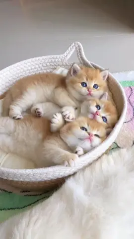 Kitten heals everyone ❤️❤️❤️#catlovers #catsoftiktok #catfunnyvideo #foryou #kitten #foryoupage #pets #cats 