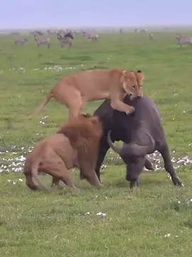 #buffalo #and #lion#wildanimals #animal 
