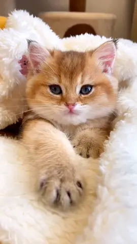 Cute Kitten Meowing 😻 #kitten #meow #kittenlove #cutekitten #meowing #fypシ 