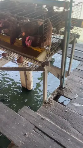 fish farming and chicken farming 