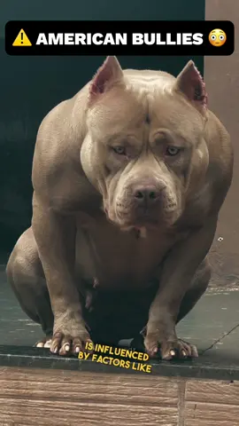 American Bullies INTERESTING FACTS 03 ⚠️😳 #americanbullyofficial #dog #doglover #dogsoftiktok #puppy #tiktokdogs #animal #animalsoftiktok #animallover #PetsOfTikTok #nature #naturelover #strong #beast #fyp #fypage #fyou #foryourpage #foryou #following #share 