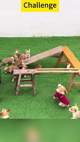 #challenge #tiktok #fyp #foryou #smart #pet #funny #dogsoftiktok #dog 