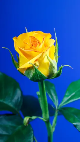 ROSA AMARILLA 💛🌹TIMELAPSE #rose #rosas #foryou #parati #flower 