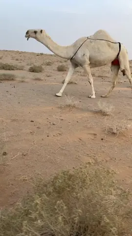 #الوضح_عطايا_الله                                #البل 