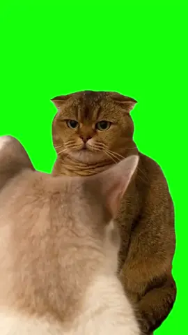 Green Screen Judgy Cat Meme #greenscreenvideo #greenscreen #judgycat #catmeme #catmemes 