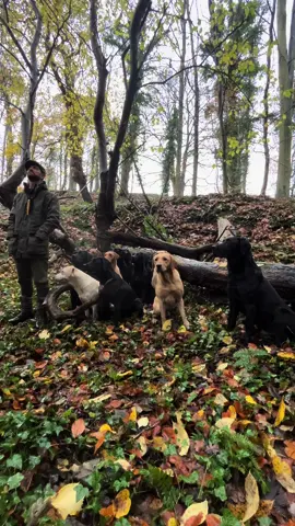 Super Cooper on a runner #pheasantshooting #labradorretriever #chocolatelab #foxredlab #yellowlab #blacklabsquad #training #teampureflax #gundogtrainer  #slingleygundogs #pickingupteam  #instavideo