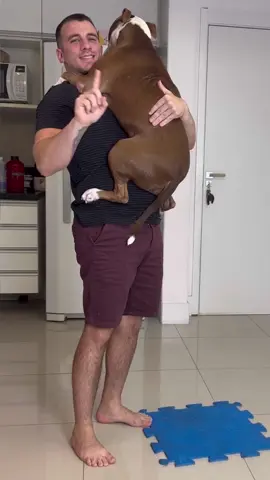 3 formas erradas de segurar o cachorro #adestramento #foryou #caestiktok 