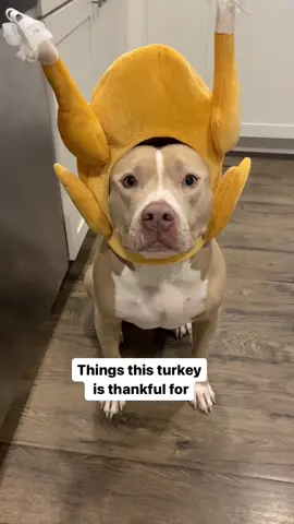 Thankful for you! Happy Thanksgiving. #dogs #dogsoftiktok 