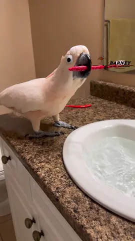 Fun in the Sink! 💦🧡 #westcoastbarney #barneythewestcoastcockatoo #fun #play #water #cute #boy #barney #cockatoo 