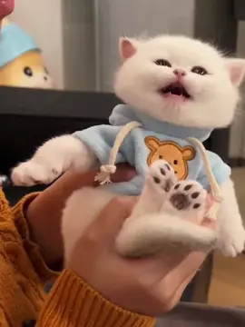 #pet #CutePet #cat #cuteanimals 