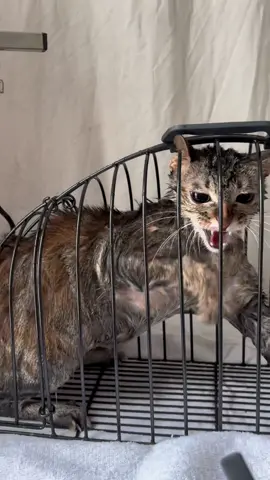 Đi tắm để sạch sẽ nào  #TikTokAwardsVN2023 #SportsOnTikTok #catlover #catsoftiktok #cattery #xuhuongtiktok #saigon #spagrooming #xuhuong #catlovers 