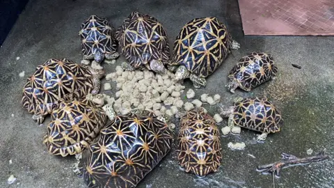 #tortoise #indianstartortoise #srilankastartortoise #geocheloneelegans #startortoise #istar #sristar #indianstar #turtle #landtortoise #tiktok #fyp #animal #exotic #pontianak #indonesia #kalbar #kalimantanbarat 