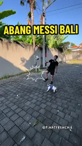 Lama-lama jadi jago juga latihan sama yang jago terus 🤝🤝 #anjingviral #anjinglucu #anjingbali #frenchbulldogbali #frenchbulldog 