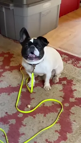 You have to ask me to go out and play #fyp #french #bulldog #cutedog #dogfight #dogvoice #fightdaily #dogsoftiktok #cutepet #funny #funnyvideos #foryou #foryoupage #xuhuong