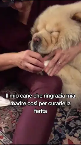 O forse nella mente la stava insultando ahah #cane #cute #animali #mamma #fyp #perte #Love 
