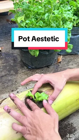 Gedebok jadi pot cantik🥰 #infarm #infarmid #berkebun #gedebokpisang 