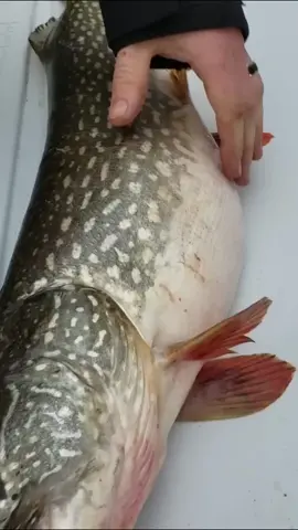 Live fish in fish belly. #fishing #tiktok #flyfishing #fish 