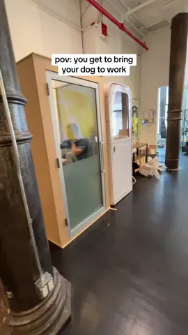 #officedog #genzoffice #genzworker #officedogs #officepup 