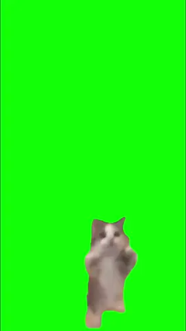 #CapCut Happy happy happy #happyhappyhappy #happycat #memecat #greenscreen #feb_edits #template #capcuttemplate #greenscreenvideo #foryou #fyp #trend #trendingmemes 